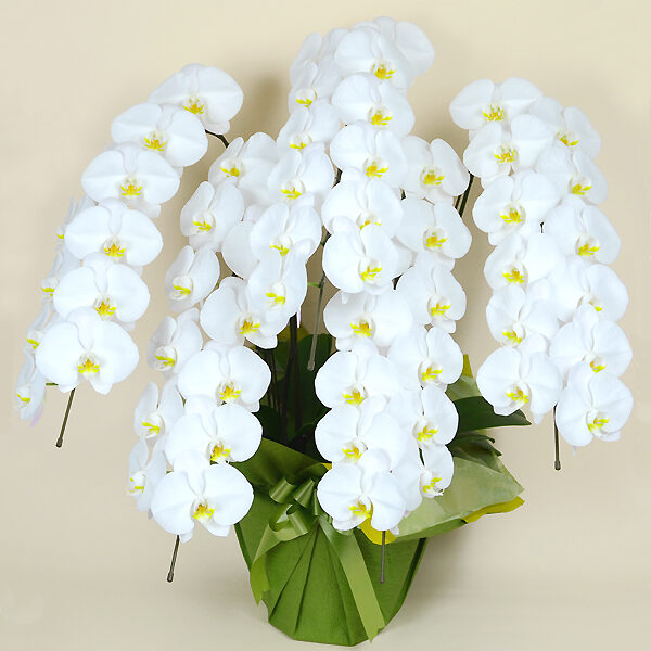 Phalaenopsis Orchid White 5 (60 or more)