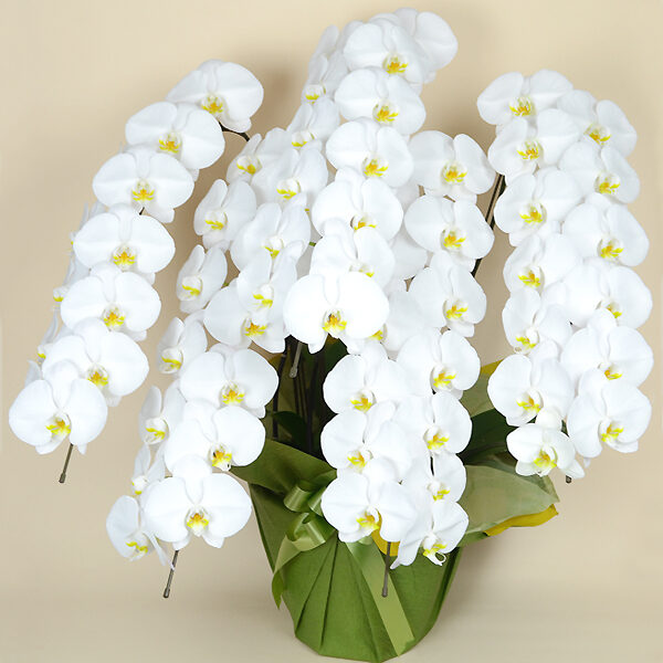 Phalaenopsis Orchid White 5 (65 or more)
