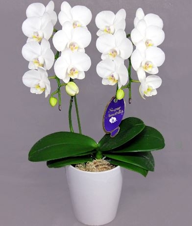 Super Amabilis 2 stand
