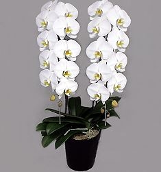 Phalaenopsis Orchid White Rocky Double