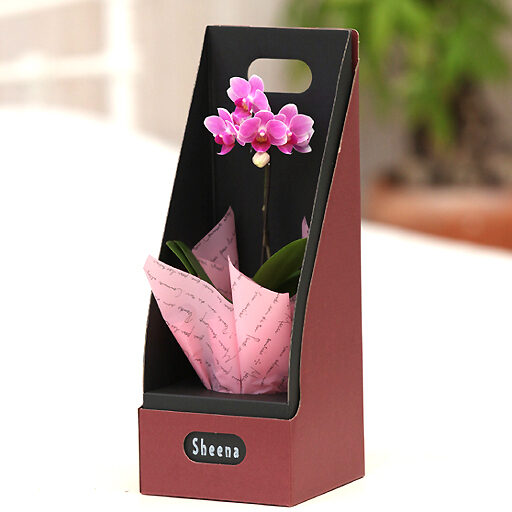 Entering micro Phalaenopsis Orchid BOX