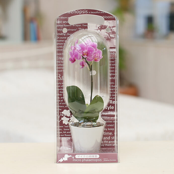 Entering micro Phalaenopsis orchid capsule