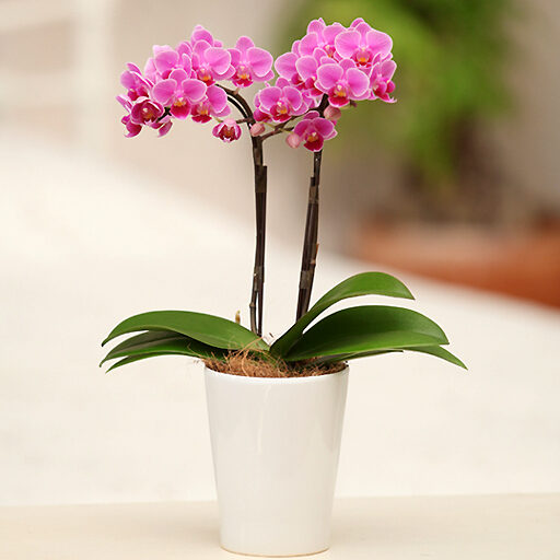 Midi Phalaenopsis Orchid No. 4 2 stand