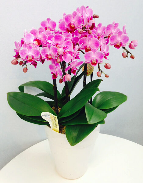 Midi Phalaenopsis Orchid No. 6, 5 Stands