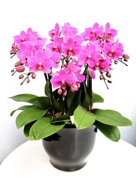 Midi Phalaenopsis Orchid No. 8 7 Stands