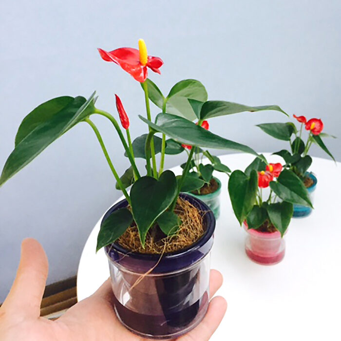 micro anthurium