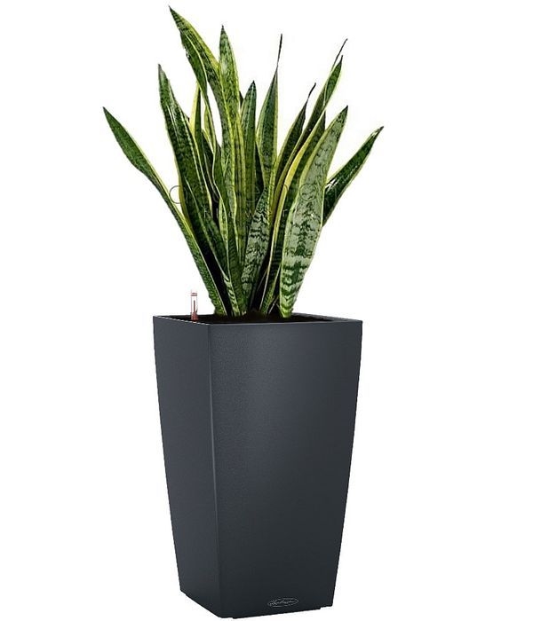 Sansevieria in dark grey self watering pot