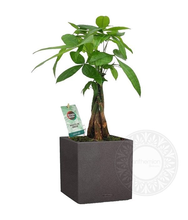 Cute pachira in self watering pot