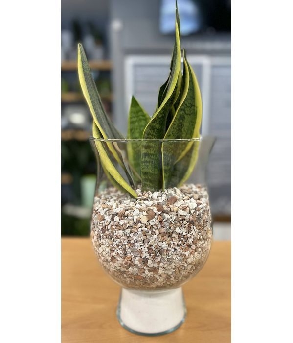Elegant Succulent plant in glass vase