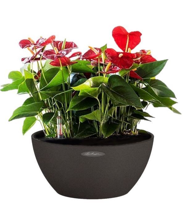 Anthurium Plants In Self Watering Pot