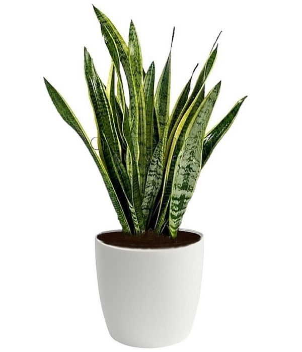 Sansevieria (Special)
