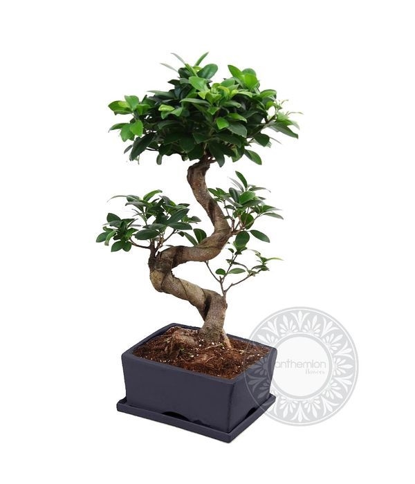 Bonsai with a twisted trunk