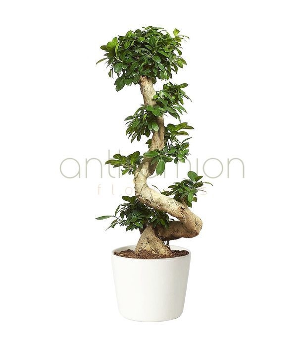 Giant bonsai with twisted trunk (110 cm height)