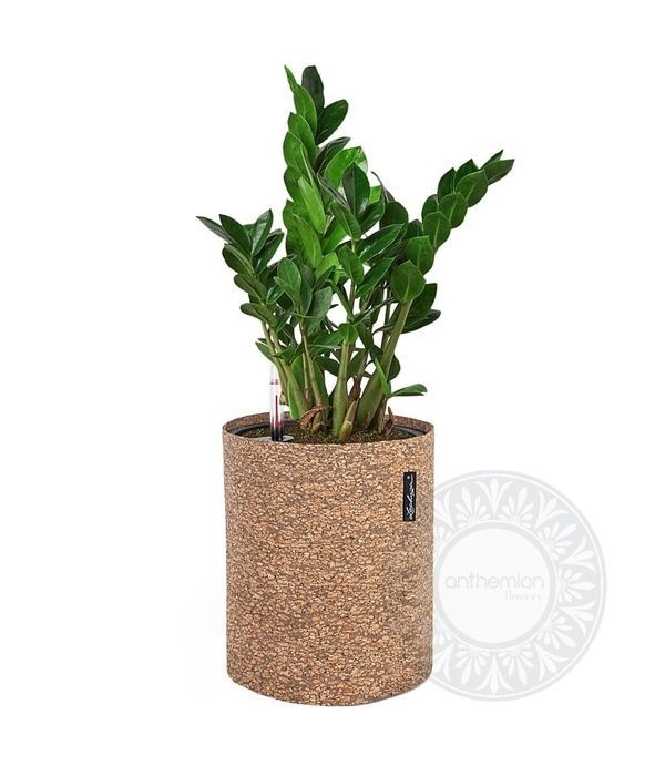 Zamioculcas in cork look self watering pot