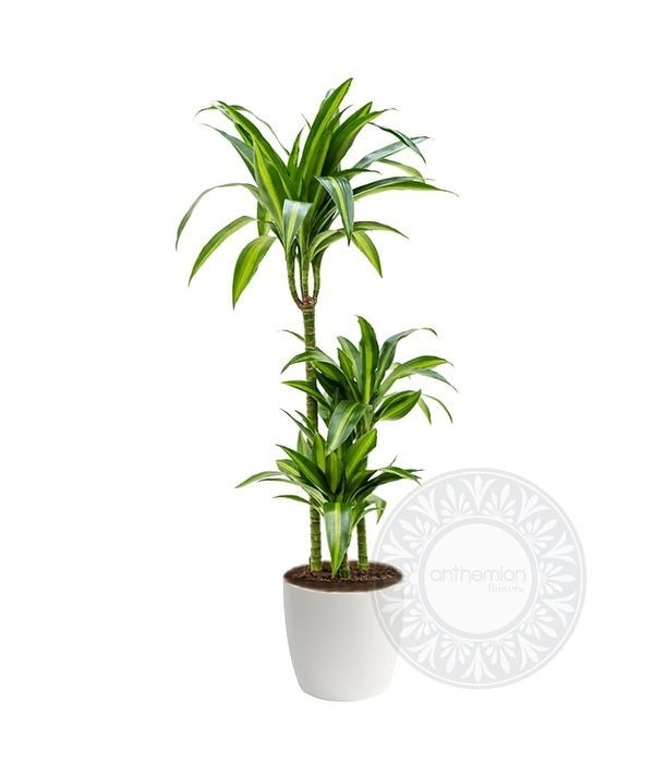 Dracaena Hawaiian Sunshine