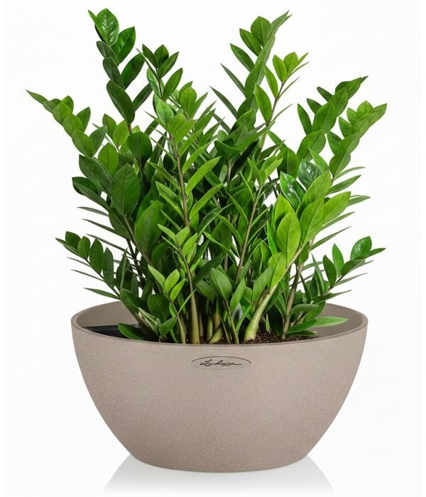 Lechuza tabletop planter with mini pots
