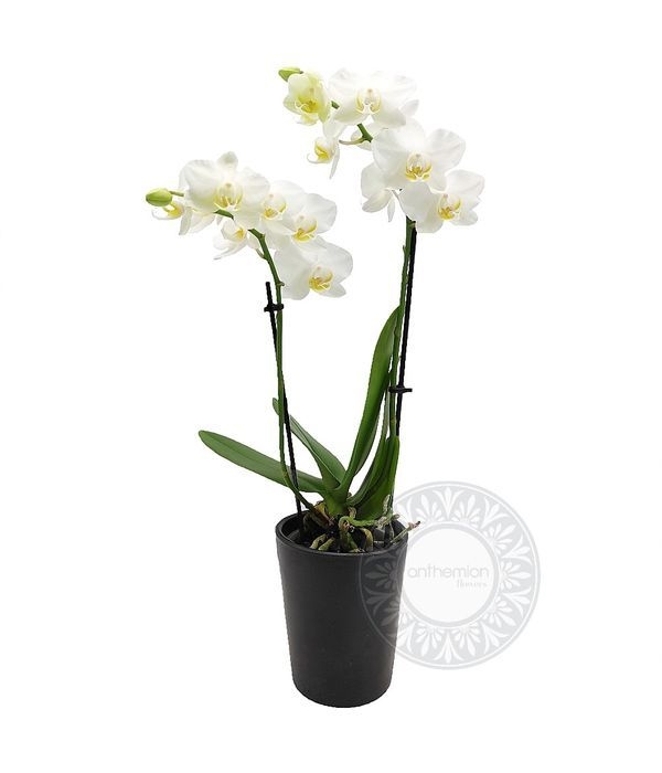 White mini orchid plant in ceramic pot