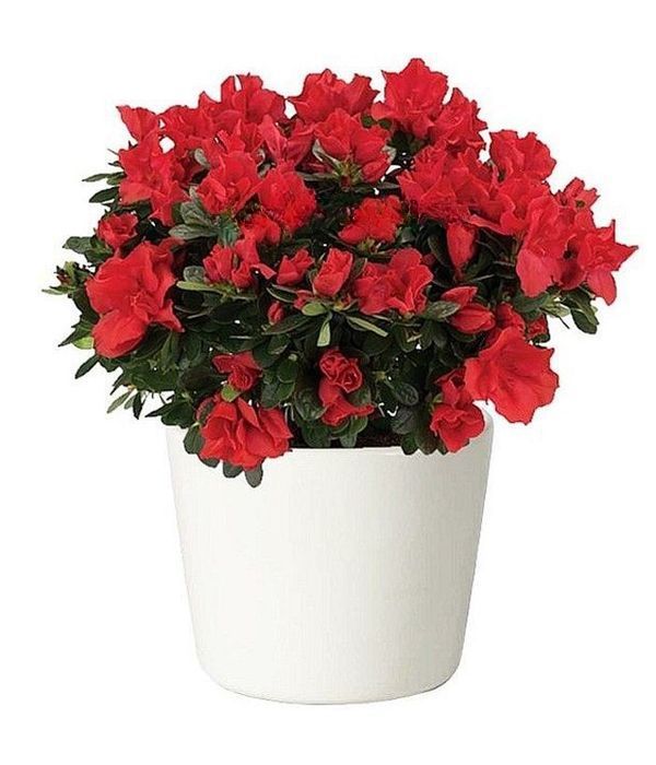 Stunning Azalea plant