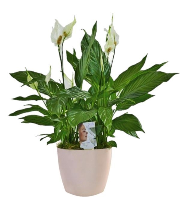 Spathiphyllum plant (big size)