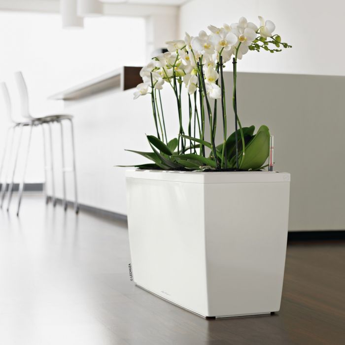 Cararo Lechuza Planter