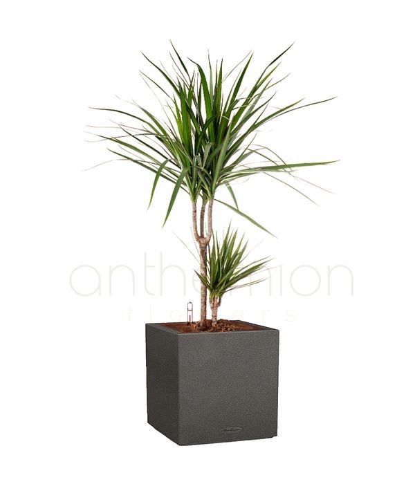 Dracaena in a black self watering pot
