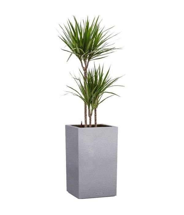 Dracaena marginata in stone look self watering pot