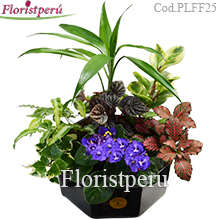Plants Arrangement - orders with 24 hours