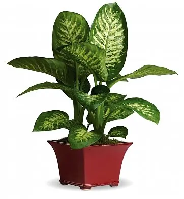 Pianta Diffenbachia