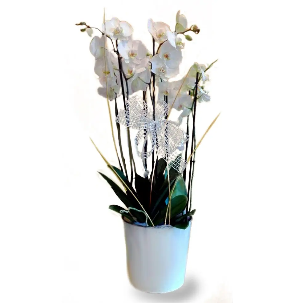 Orchidea Bianca (Medium)