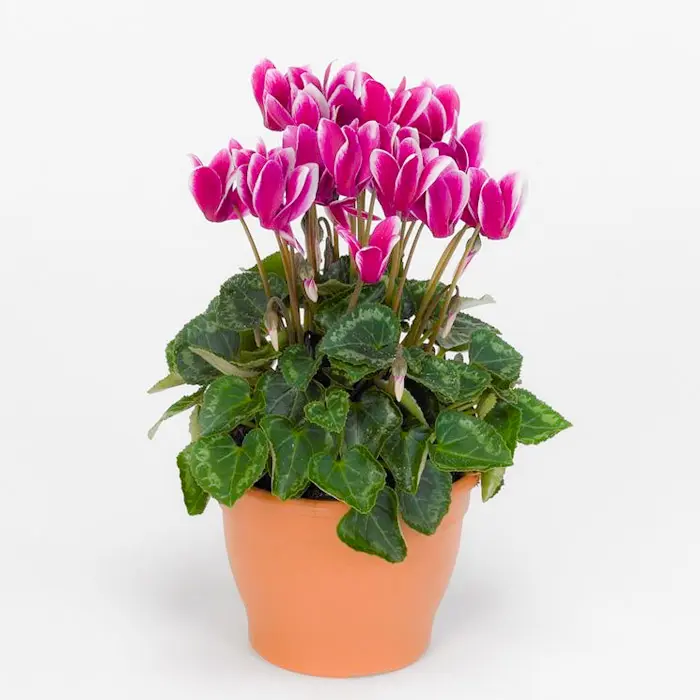 Pianta di Ciclamini