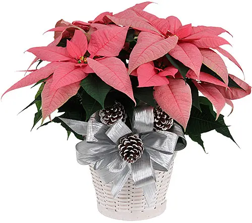 Stella di Natale Rosa