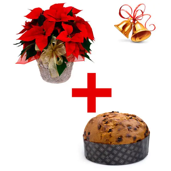 Stella e Panettone