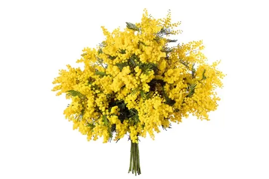 Mimosa
