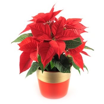 Poinsettia