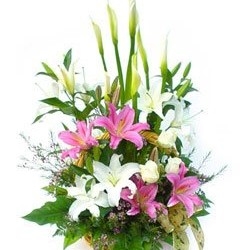 Lily Extravaganza
