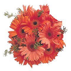 Orange Princess