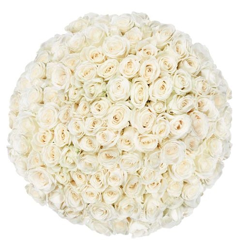 100 Premium white Roses