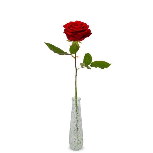 1 premium red rose + vase