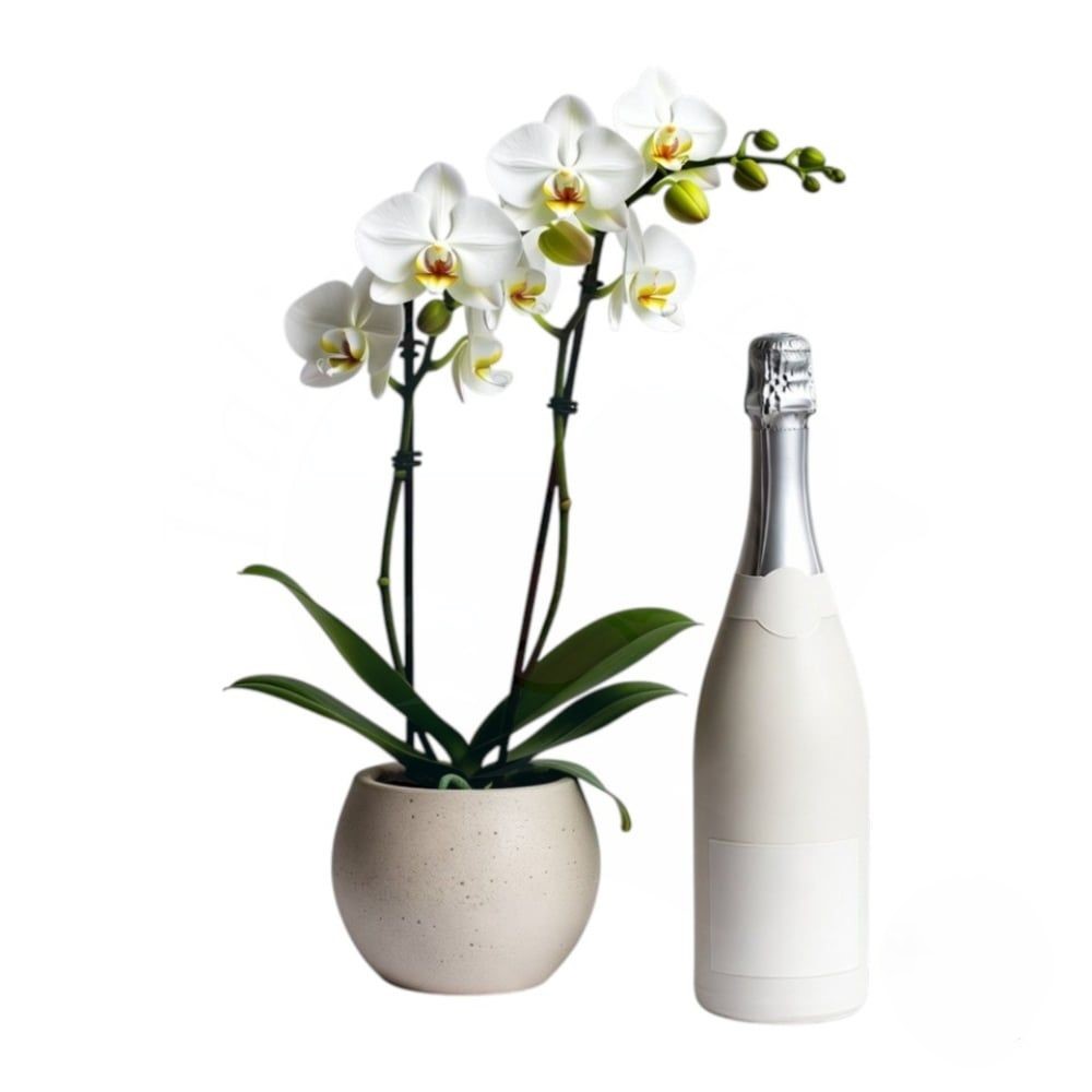 White Orchid with Sparkling Wine (Refined)