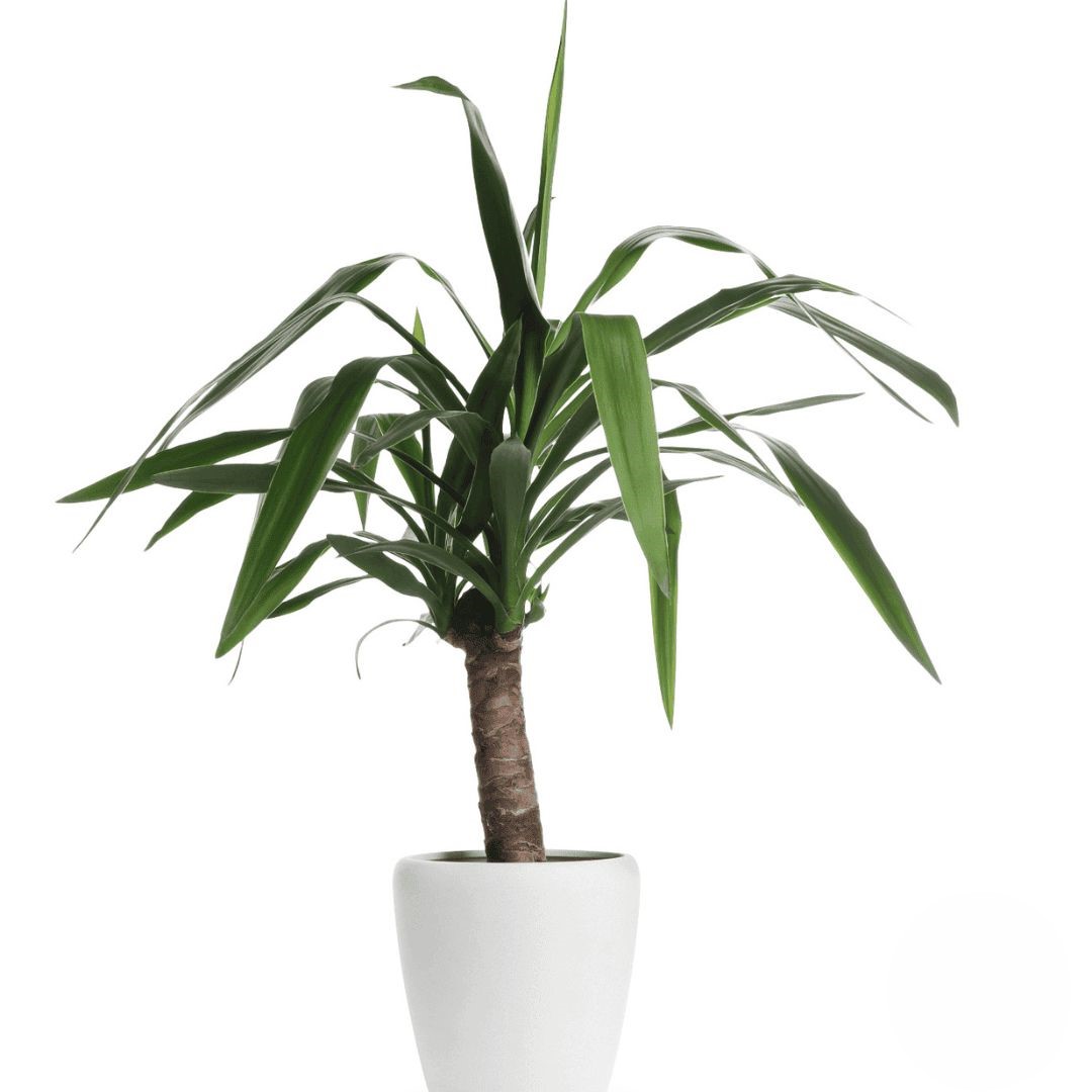 Dracaena (Refined)