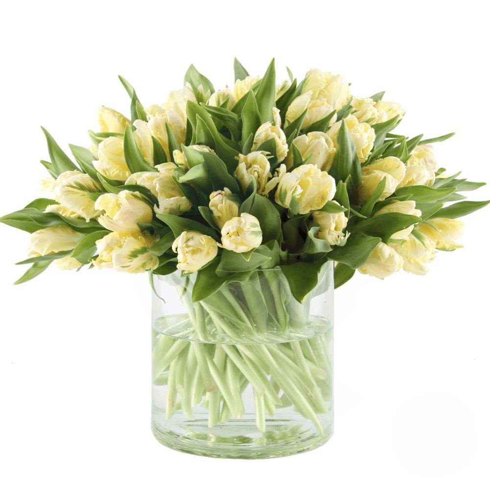 Bouquet of 50 white tulips (Refined)