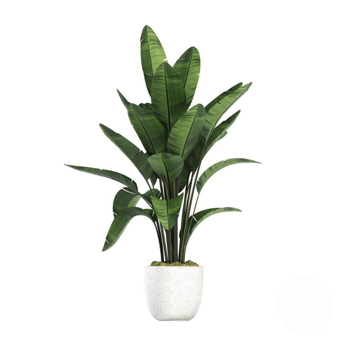 Elegant Potted Green Plant (Refined)