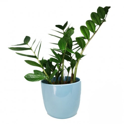 Zamia Plant