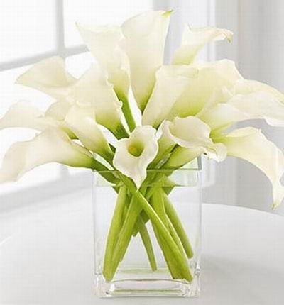 Calla Purity