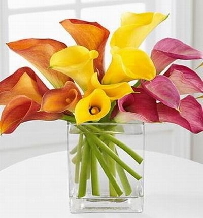 Assorted Callas