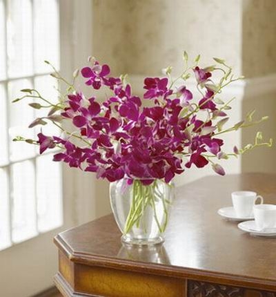 Forever Orchids