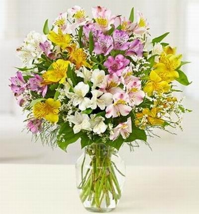 Assorted Alstromerias