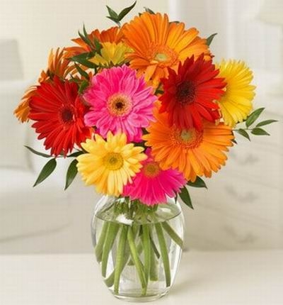 Simply Daisies