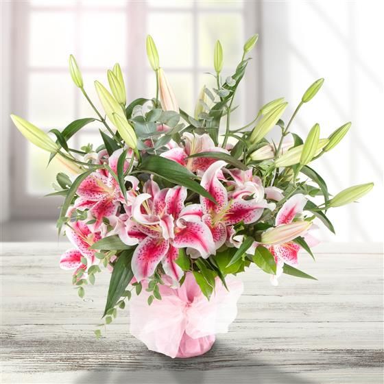 Pink Lilies (Standard)