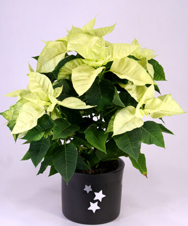 Creamy white poinsettia in a pot